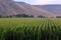 Landscapes